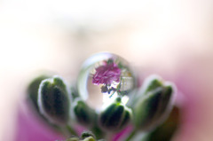 　　花雫