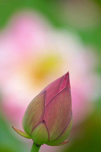 　　はす花公園点景　4