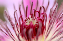 　花芯