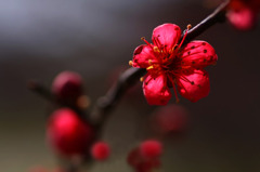 　花あかり