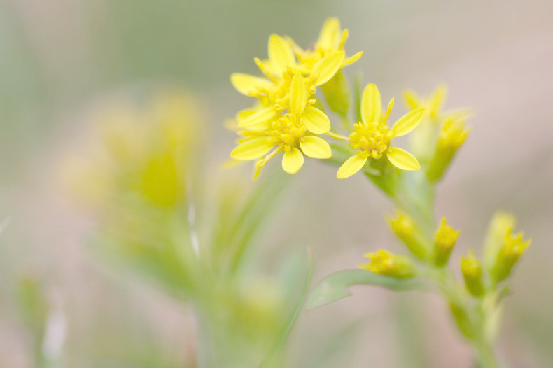 　路傍の花
