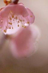 やさしい春