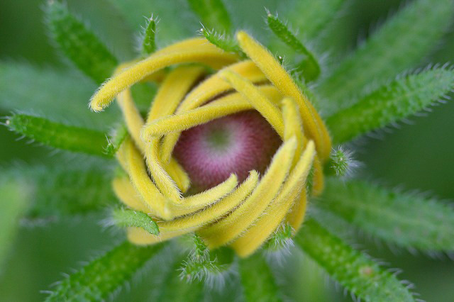 夢幻の花