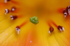 花芯