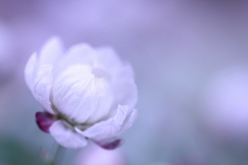 　花かんざしやさしく