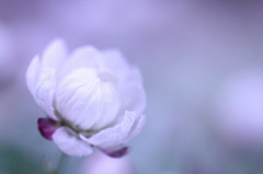 　花かんざしやさしく