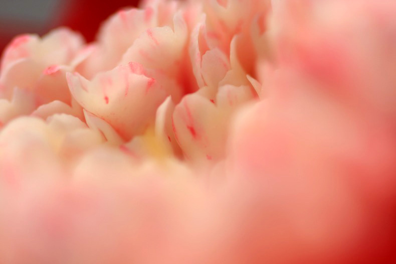 　花びらのドレス