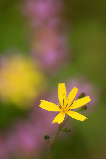 　　路傍の花　4