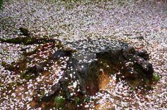 　　無常の雨に