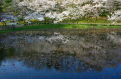 　　桜風景　 　1