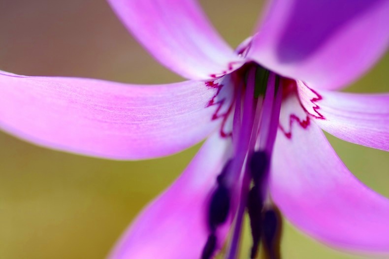 　　華麗に