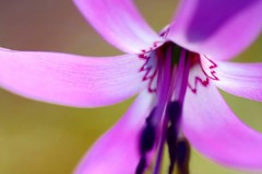 　　華麗に