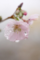 花しずく