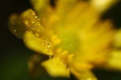 　　黄金色の雫