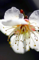 透ける花びら