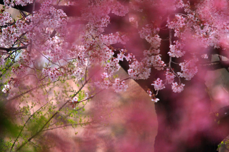 　　桜霞