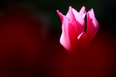 　花びらのドレス