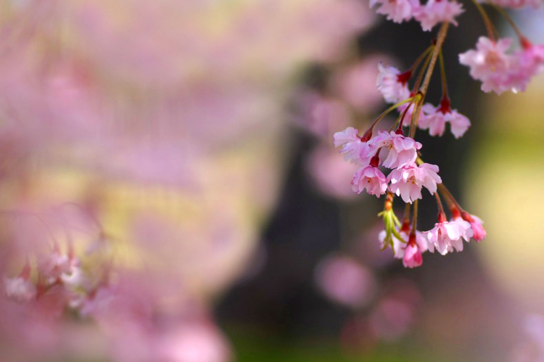 　桜絵巻　