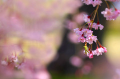 　桜絵巻　