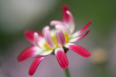 　　踊る花びら
