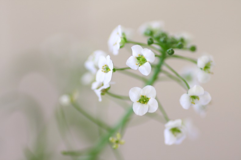 花姿