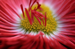 　花の宴