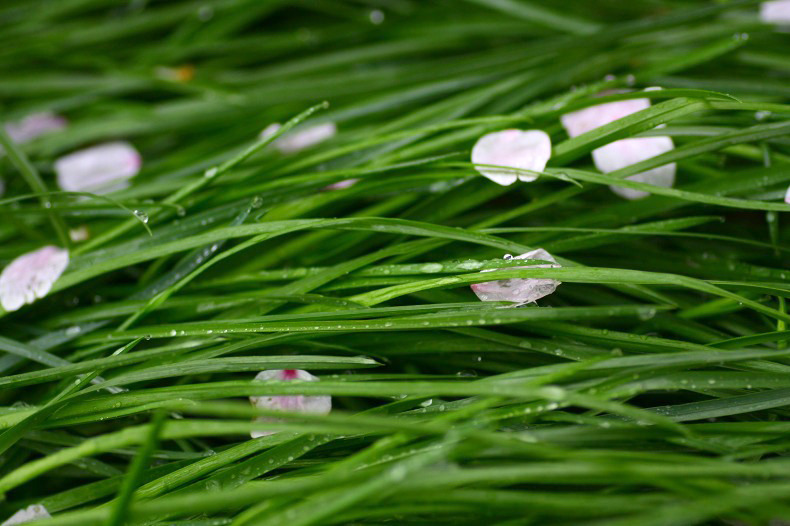 　　雨に散る