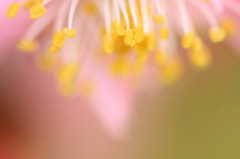 　　花酔い  2