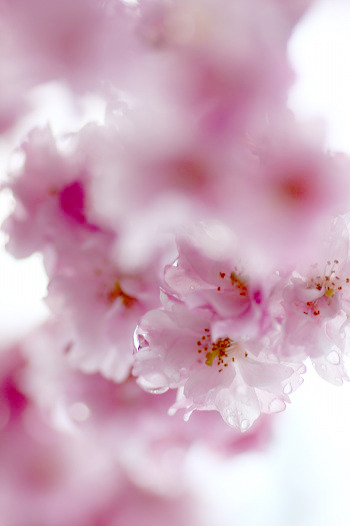 　　花おぼろ