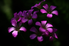 　艶花