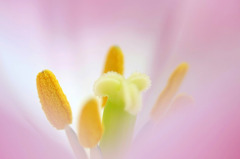 花の妖精　　　