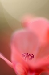 　花の妖精