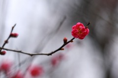  紅梅一枝  