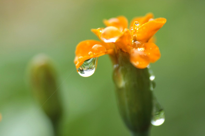 　　雨の贈り物　