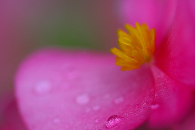 花芯　D