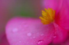 花芯　D
