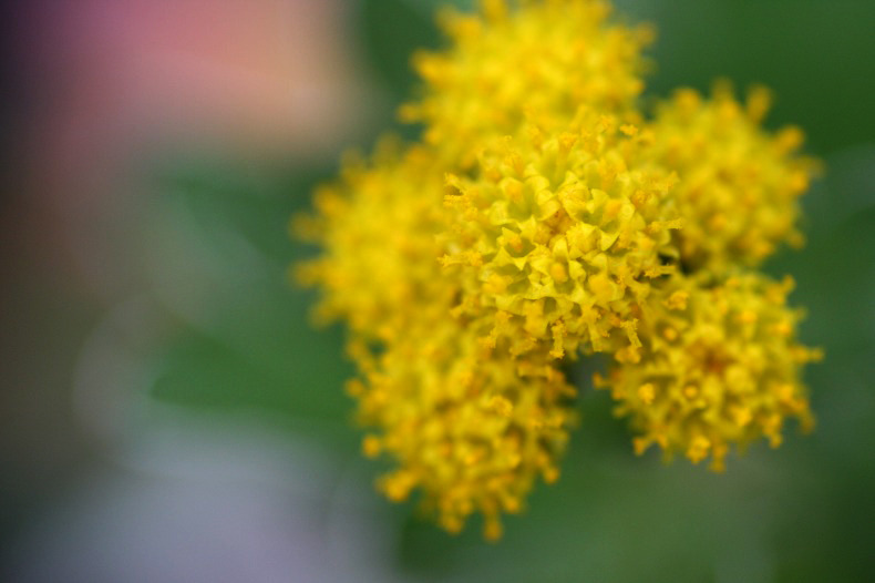 　花めぐり