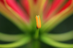 　花の精霊