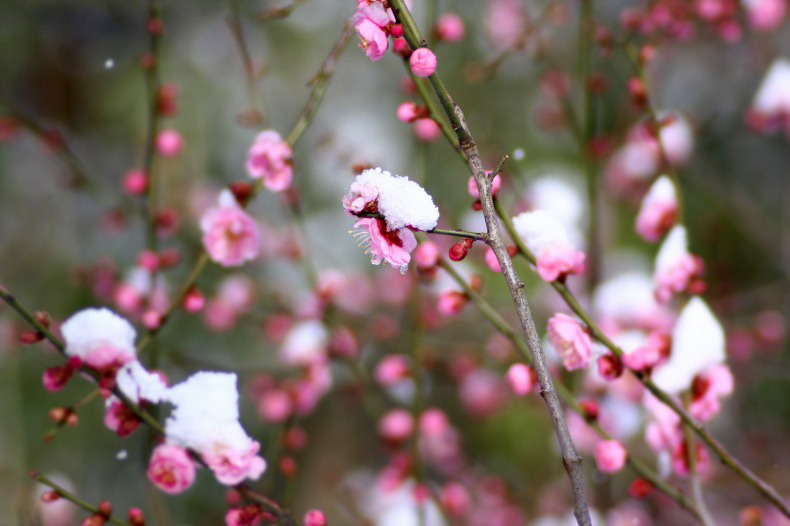 　雪見梅