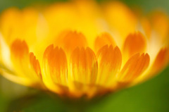 　花びらの舞い　B　