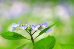 　紫陽花の詩