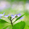 　紫陽花の詩