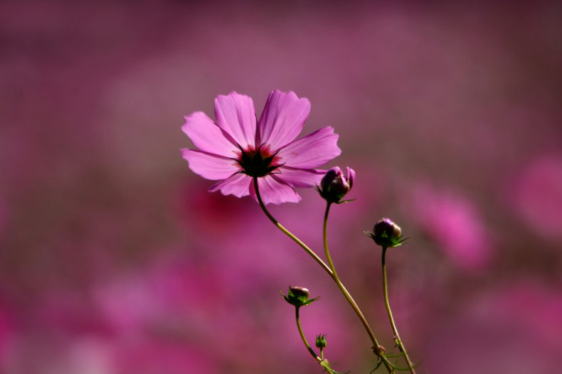 秋桜の宴 A