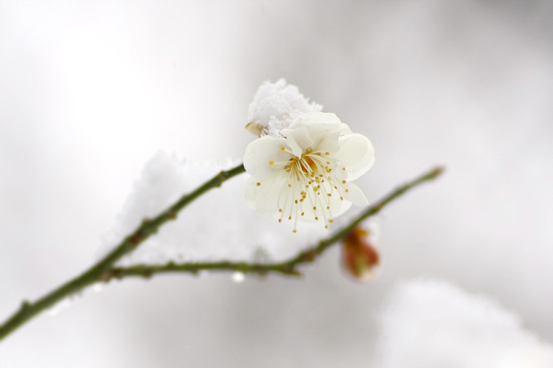 　春の淡雪　5