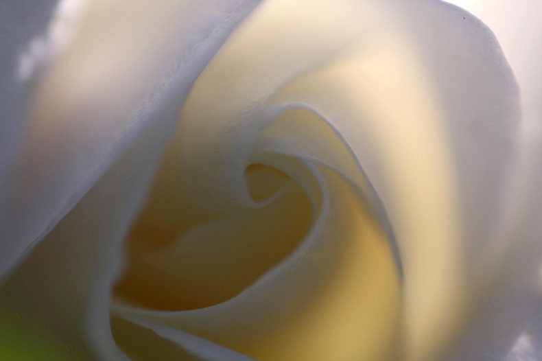 薔薇の回廊