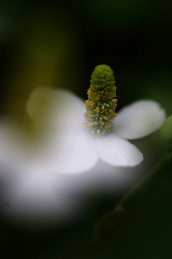 路傍の花
