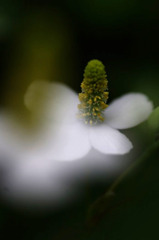 路傍の花