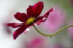 花しずく　(4)