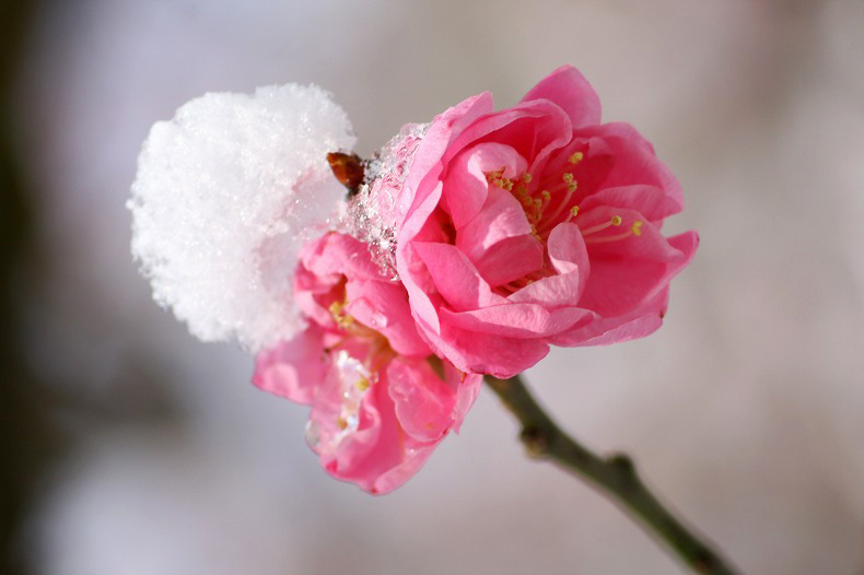 　春の淡雪　8