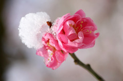 　春の淡雪　8
